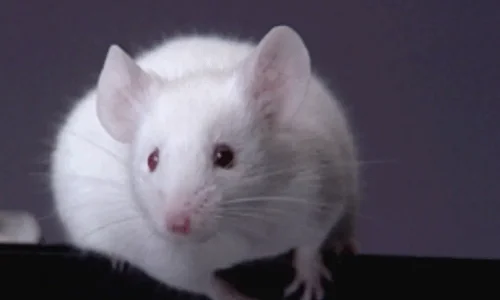 ما تفسيرات رؤية الفأر الأبيض في المنام للحامل؟